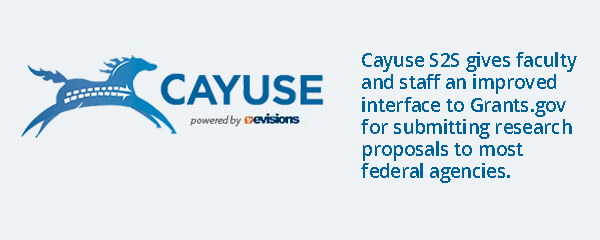 cayuse